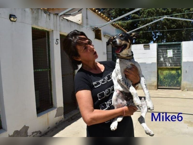 Mike6 geb. 01/2026 (ESP) - offener und sozialer Welpe sucht seine Familie!