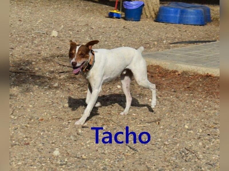 Tacho geb. 06/2024 (ESP) - verträglicher Hundebub sucht seinen Wirkungskreis!