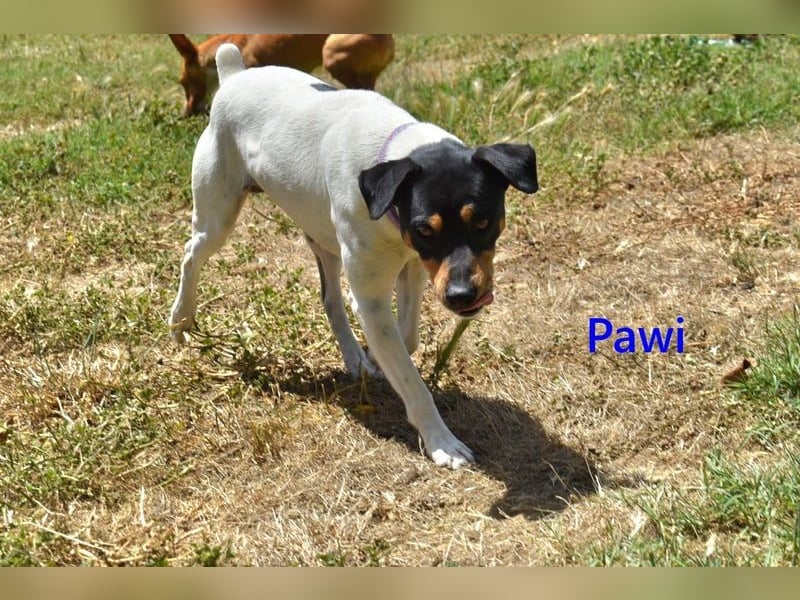 Pawi geb. 01/2022 (ESP) - verschmuster und fröhlicher Hundekumpel!
