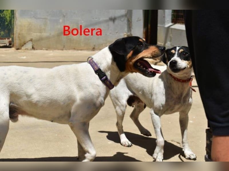 Bolera geb. 02/2018 (ESP) - unkomplizierte und verschmuste Hundedame hat endlich Glück verdient!