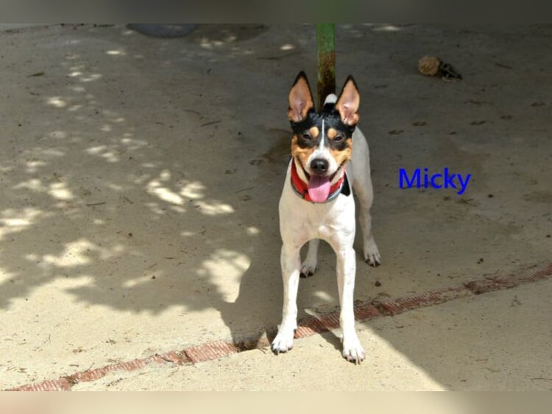 Micky geb. 01/2025 (ESP) - freundlicher, hübscher Hundejunge!