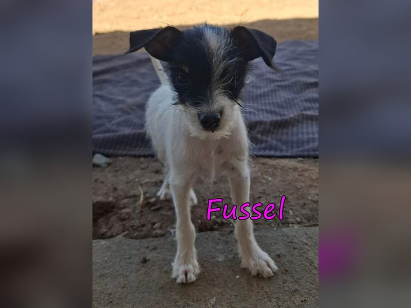 Fussel geb. 07/2026 (ESP) - liebevolles Hundemächen sucht ihre Menschen!