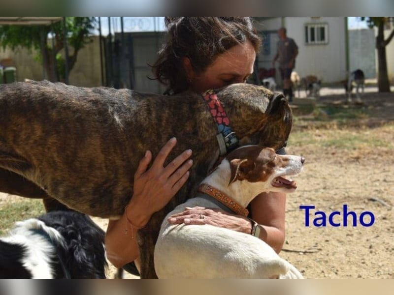 Tacho geb. 06/2024 (ESP) - verträglicher Hundebub sucht seinen Wirkungskreis!