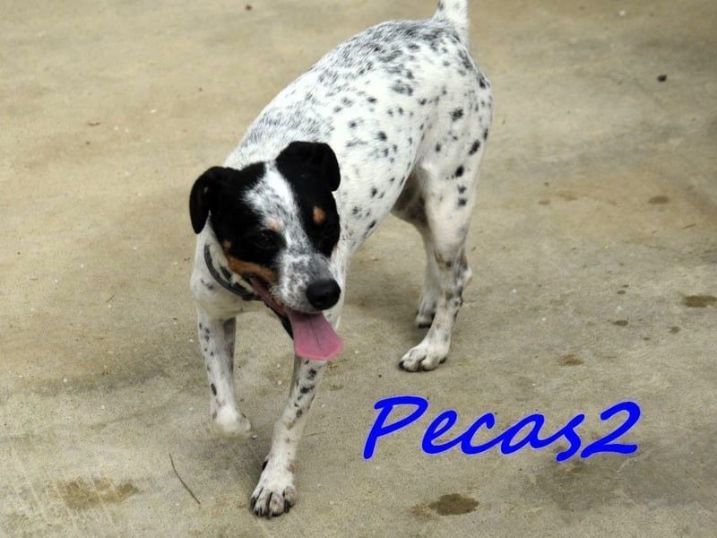 Pecas2 geb. 09/2020 (ESP) - sehr lieber, kleiner Bodeguero sucht das Glück!