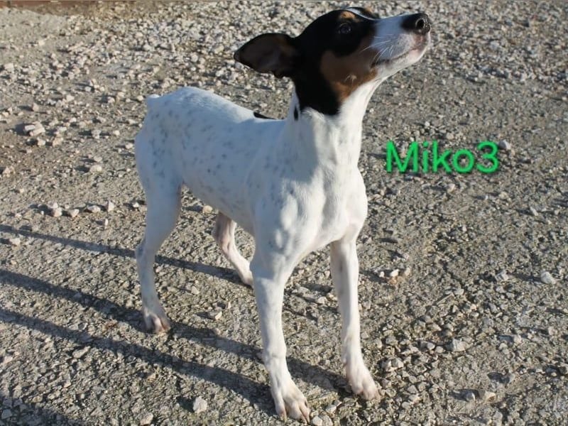 NOTFALL! Miko3 geb. 04/2025 (ESP) - fröhlicher, verträglicher und neugieriger Bodeguero Welpe!