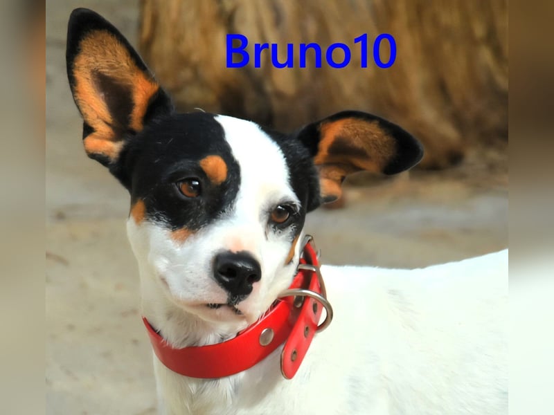 Bruno10 geb. 02/2025 (ESP) - verschmuster und menschenbezogener Bodeguero Ratonero Andaluz Welpe!