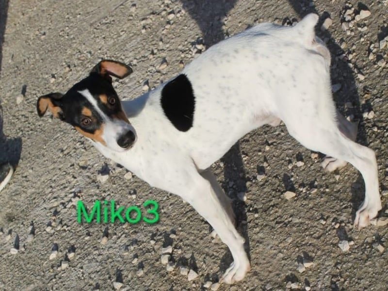 NOTFALL! Miko3 geb. 04/2025 (ESP) - fröhlicher, verträglicher und neugieriger Bodeguero Welpe!