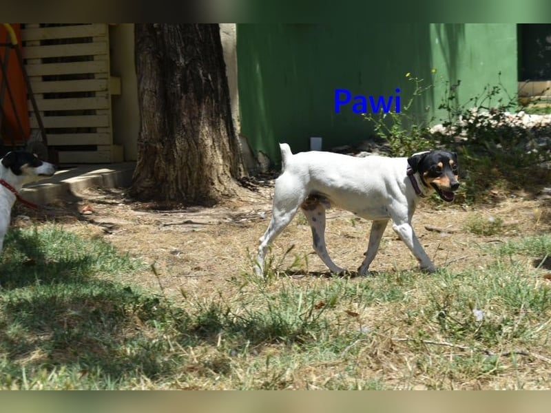 Pawi geb. 01/2022 (ESP) - verschmuster und fröhlicher Hundekumpel!