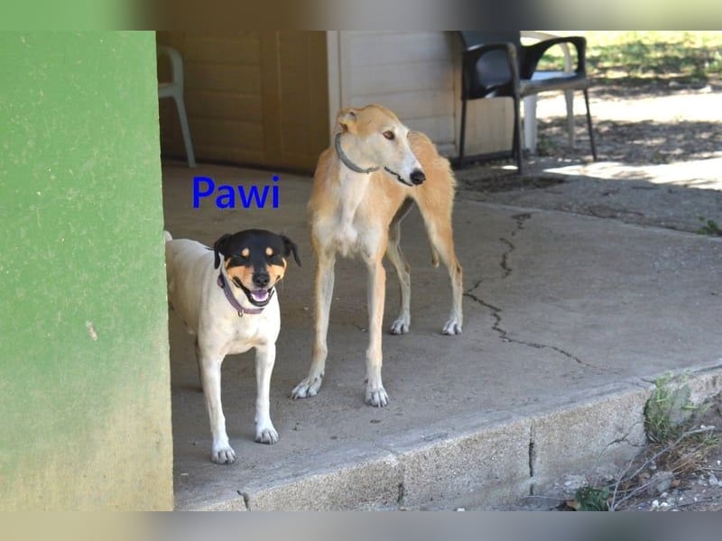 Pawi geb. 01/2022 (ESP) - verschmuster und fröhlicher Hundekumpel!