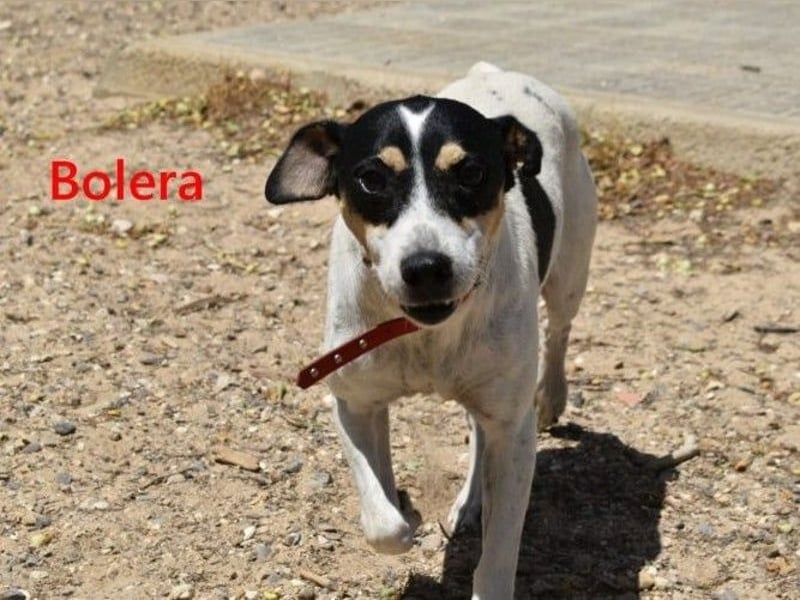 Bolera geb. 02/2018 (ESP) - unkomplizierte und verschmuste Hundedame hat endlich Glück verdient!