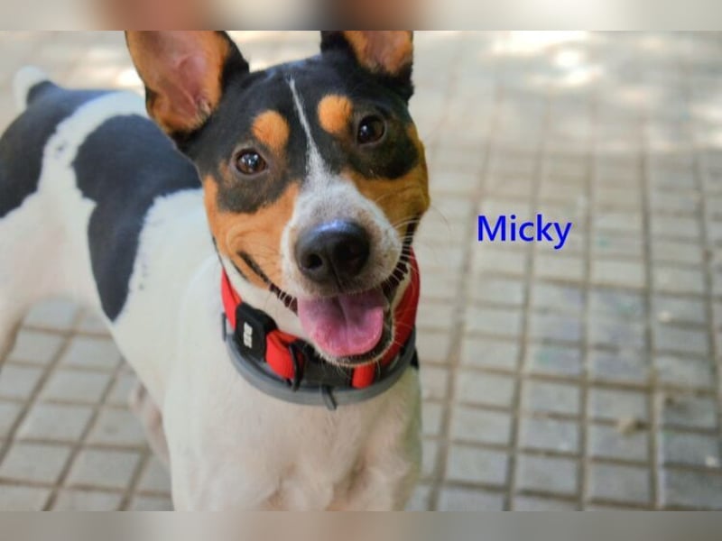 Micky geb. 01/2025 (ESP) - freundlicher, hübscher Hundejunge!