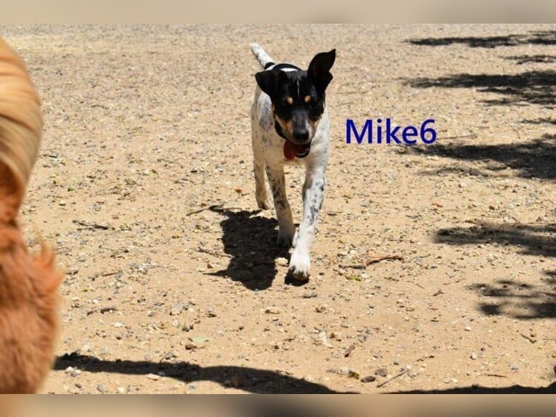 Mike6 geb. 01/2026 (ESP) - offener und sozialer Welpe sucht seine Familie!