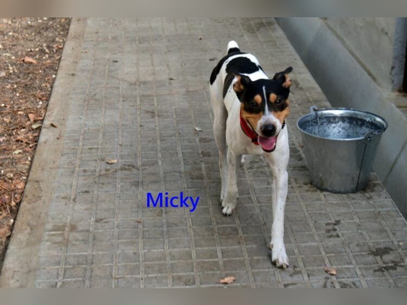 Micky geb. 01/2025 (ESP) - freundlicher, hübscher Hundejunge!