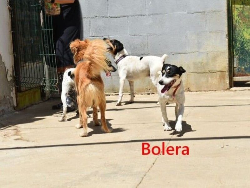 Bolera geb. 02/2018 (ESP) - unkomplizierte und verschmuste Hundedame hat endlich Glück verdient!