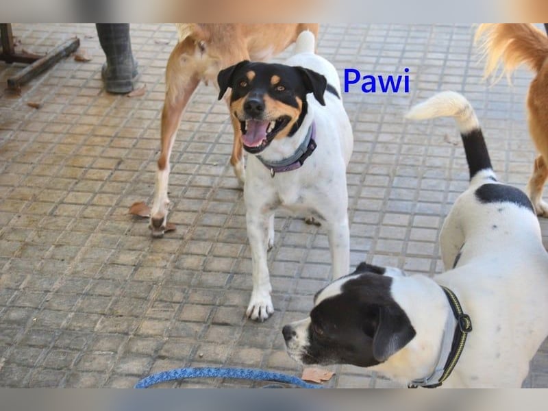 Pawi geb. 01/2022 (ESP) - verschmuster und fröhlicher Hundekumpel!