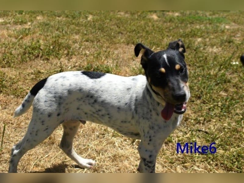 Mike6 geb. 01/2026 (ESP) - offener und sozialer Welpe sucht seine Familie!