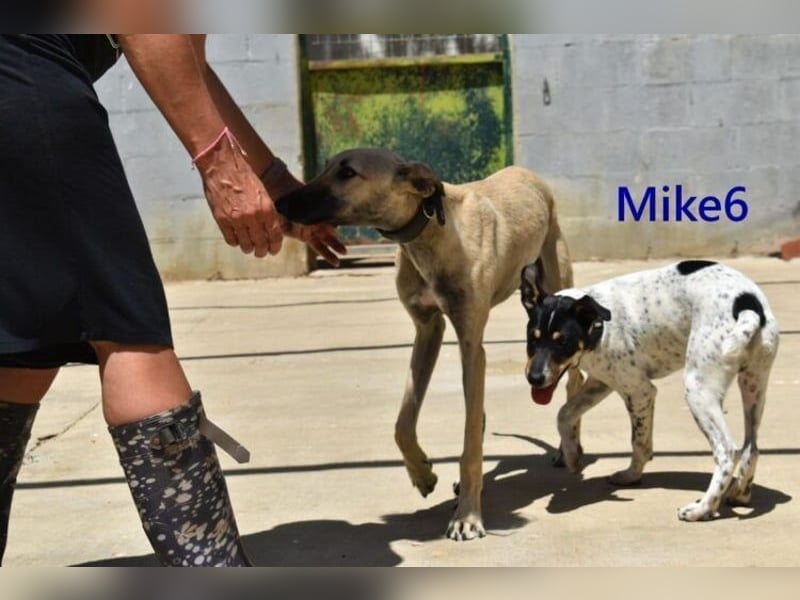 Mike6 geb. 01/2026 (ESP) - offener und sozialer Welpe sucht seine Familie!