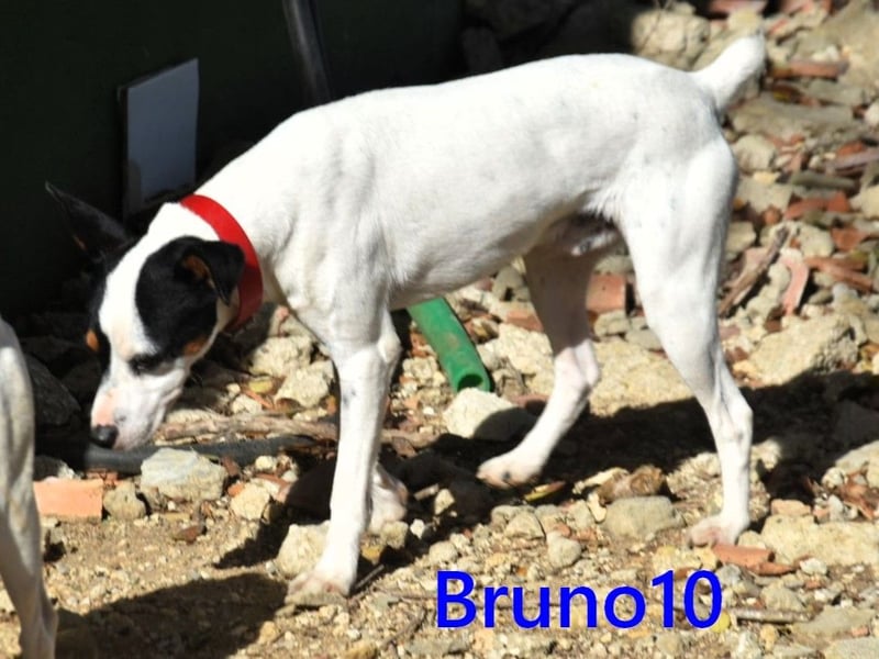 Bruno10 geb. 02/2025 (ESP) - verschmuster und menschenbezogener Bodeguero Ratonero Andaluz Welpe!