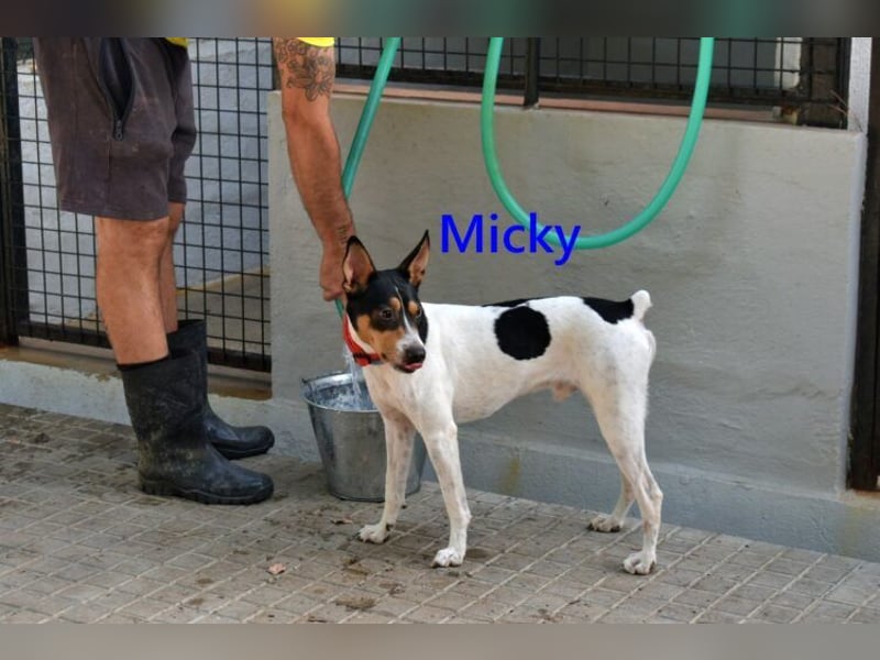 Micky geb. 01/2025 (ESP) - freundlicher, hübscher Hundejunge!