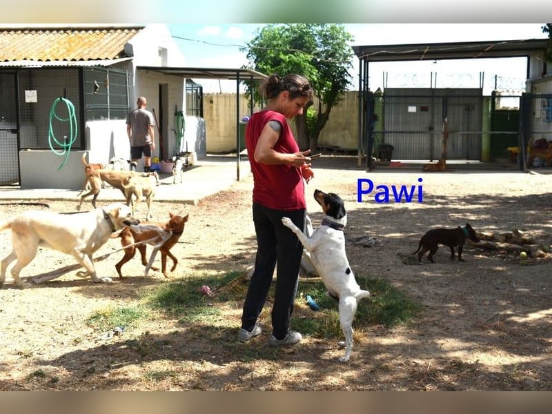 Pawi geb. 01/2022 (ESP) - verschmuster und fröhlicher Hundekumpel!