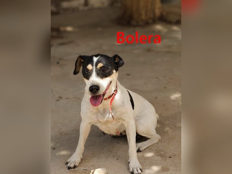 Bolera geb. 02/2018 (ESP) - unkomplizierte und verschmuste Hundedame hat endlich Glück verdient!