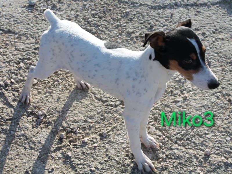 Miko3 geb. 04/2025 (ESP) - fröhlicher, verträglicher und neugieriger Bodeguero Welpe!