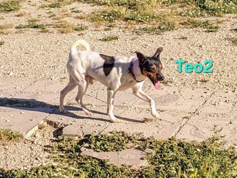 Teo2 geb. 04/2022 (ESP) - kleiner, fröhlicher Charmeur sucht SEINE Menschen!