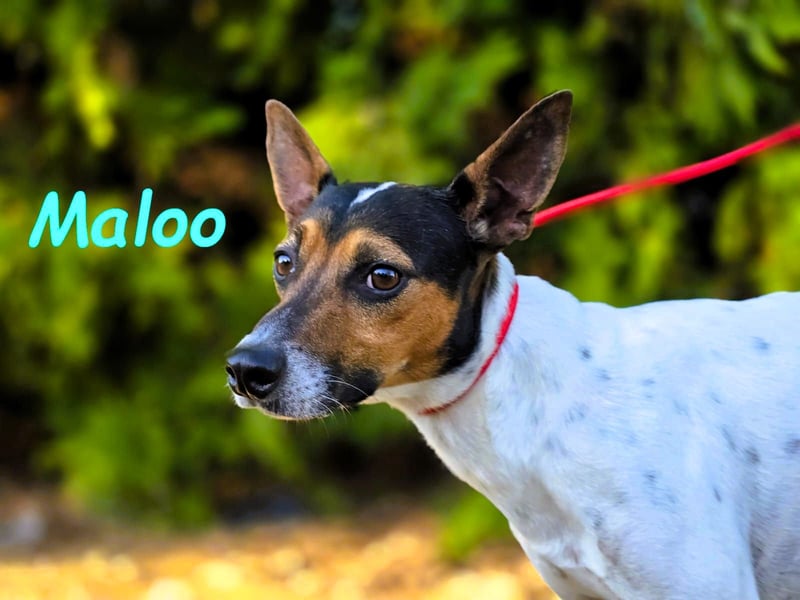 Maloo geb. 11/2022 (ESP) - kleiner Ratonero Bodeguero Andaluz!
