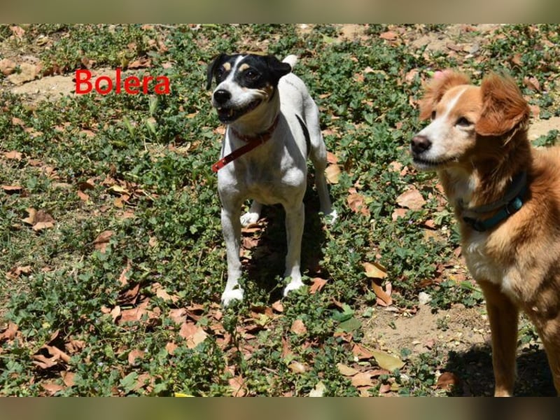 Bolera geb. 02/2018 (ESP) - unkomplizierte und verschmuste Hundedame hat endlich Glück verdient!