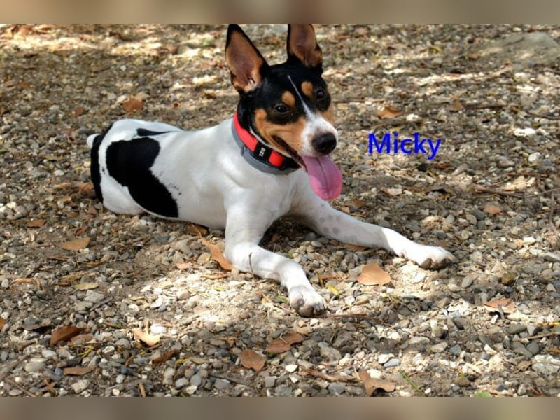 Micky geb. 01/2025 (ESP) - freundlicher, hübscher Hundejunge!