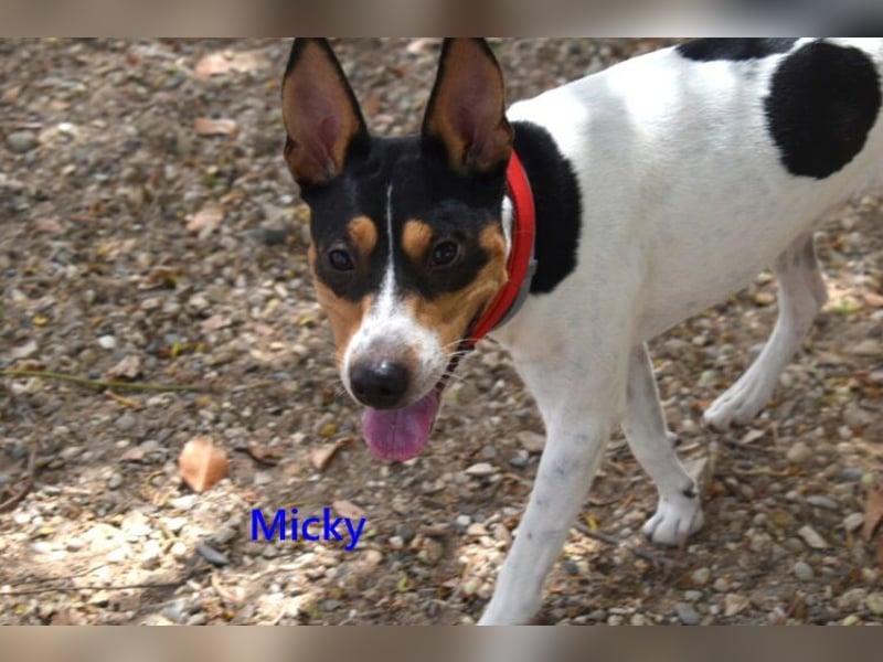 Micky geb. 01/2025 (ESP) - freundlicher, hübscher Hundejunge!