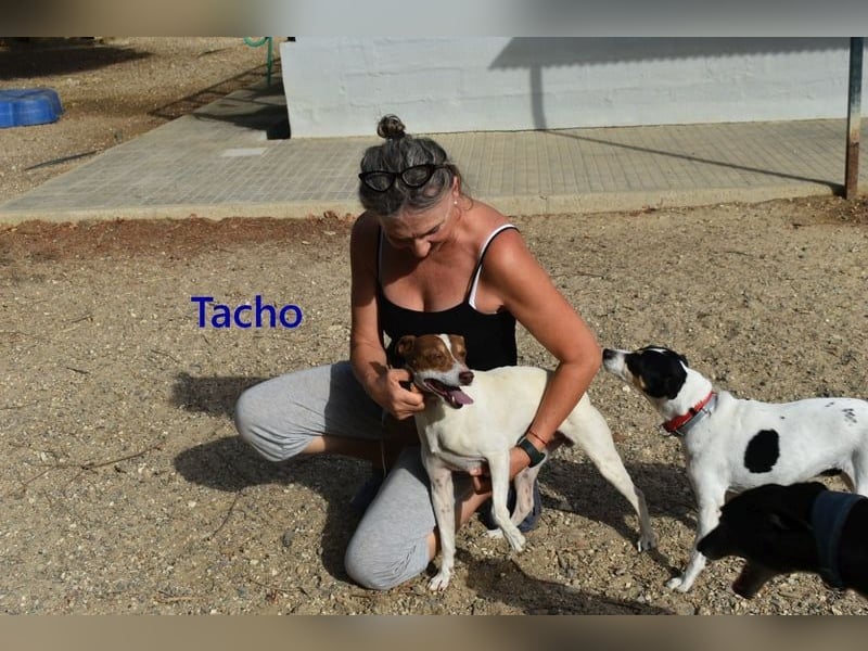 Tacho geb. 06/2024 (ESP) - verträglicher Hundebub sucht seinen Wirkungskreis!
