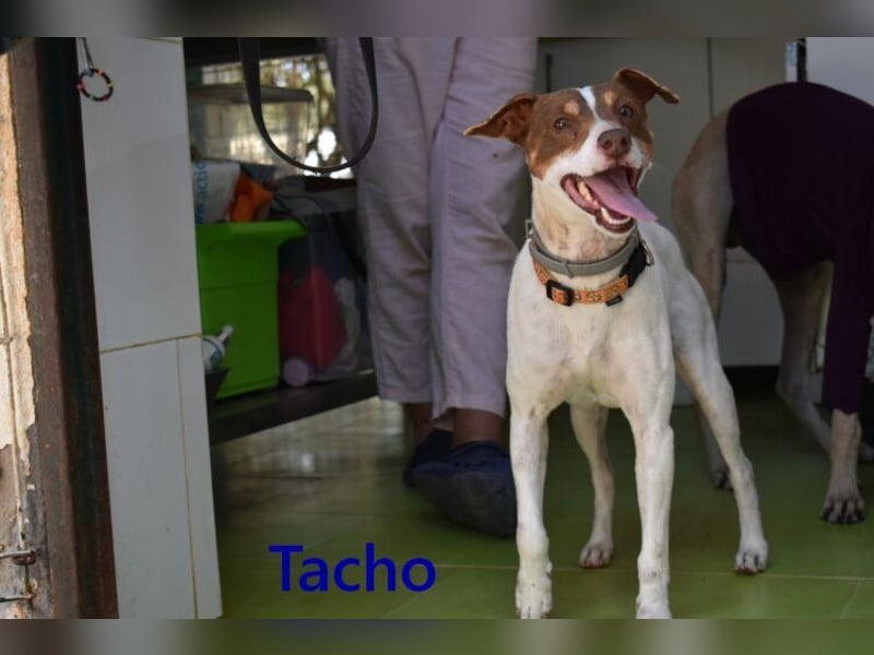 Tacho geb. 06/2024 (ESP) - verträglicher Hundebub sucht seinen Wirkungskreis!