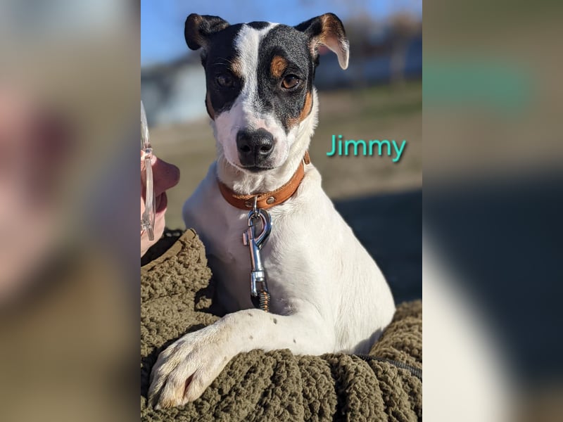 Jimmy geb. 09/2025 (ESP) - neugieriger und sportlicher Ratonero Bodeguero Andaluz Welpe!