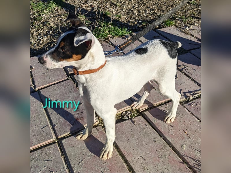 Jimmy geb. 09/2025 (ESP) - neugieriger und sportlicher Ratonero Bodeguero Andaluz Welpe!