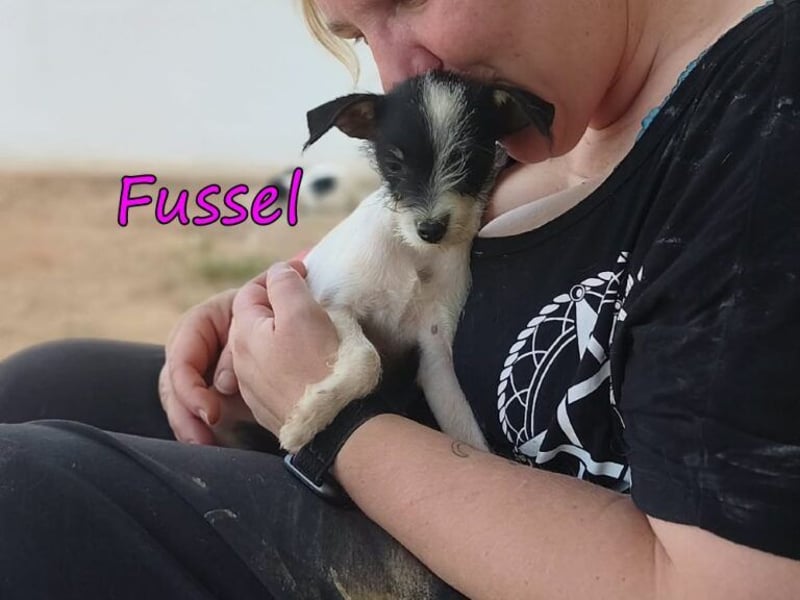 Fussel geb. 07/2026 (ESP) - liebevolles Hundemächen sucht ihre Menschen!