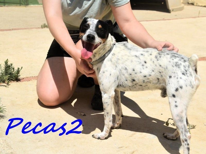 Pecas2 geb. 09/2020 (ESP) - sehr lieber, kleiner Bodeguero sucht das Glück!