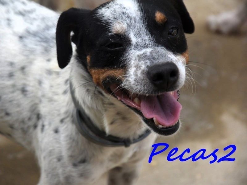 Pecas2 geb. 09/2020 (ESP) - sehr lieber, kleiner Bodeguero sucht das Glück!