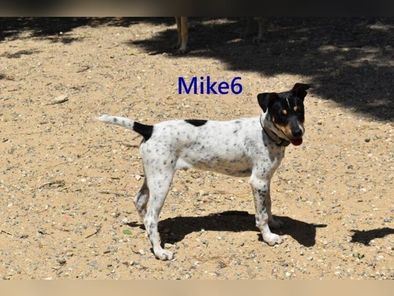 Mike6 geb. 01/2026 (ESP) - offener und sozialer Welpe sucht seine Familie!