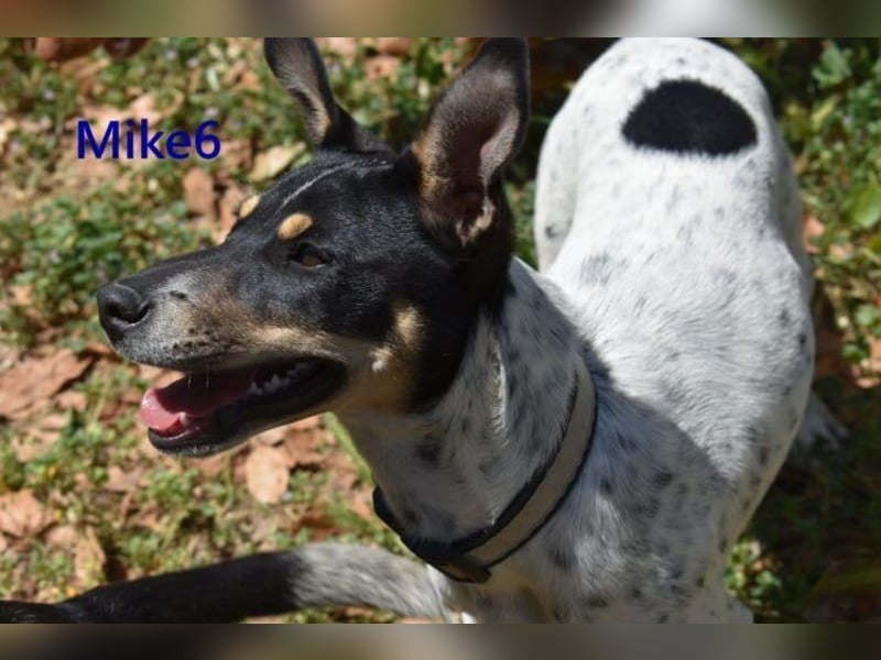 Mike6 geb. 01/2026 (ESP) - offener und sozialer Welpe sucht seine Familie!
