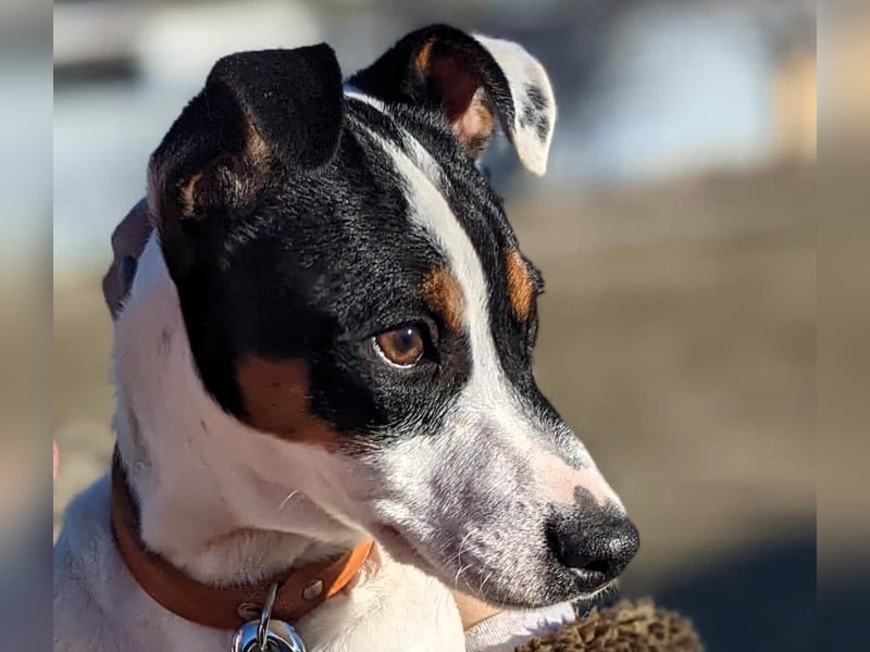 Jimmy geb. 09/2025 (ESP) - neugieriger und sportlicher Ratonero Bodeguero Andaluz Welpe!