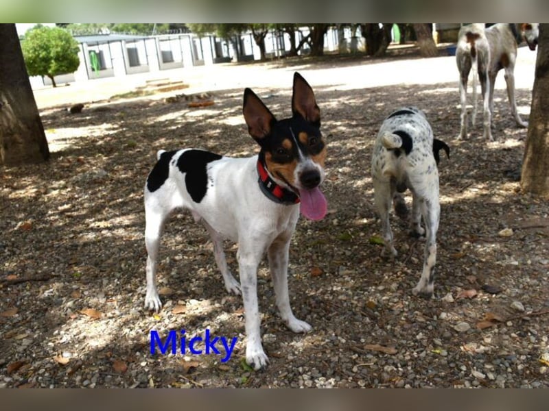 Micky geb. 01/2025 (ESP) - freundlicher, hübscher Hundejunge!