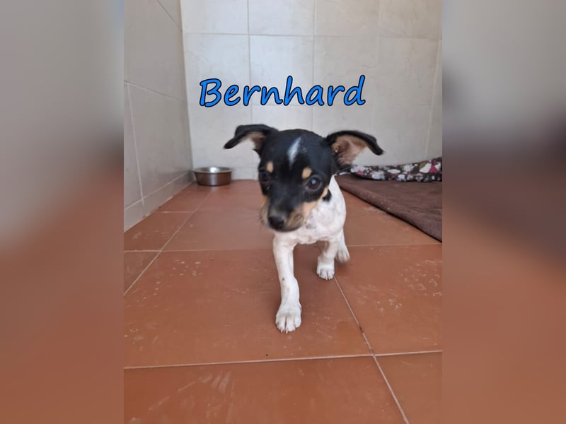 Bernhard geb. 07/2026 (ESP) - furchtloser, kleiner Charmeur sucht seine Menschen!