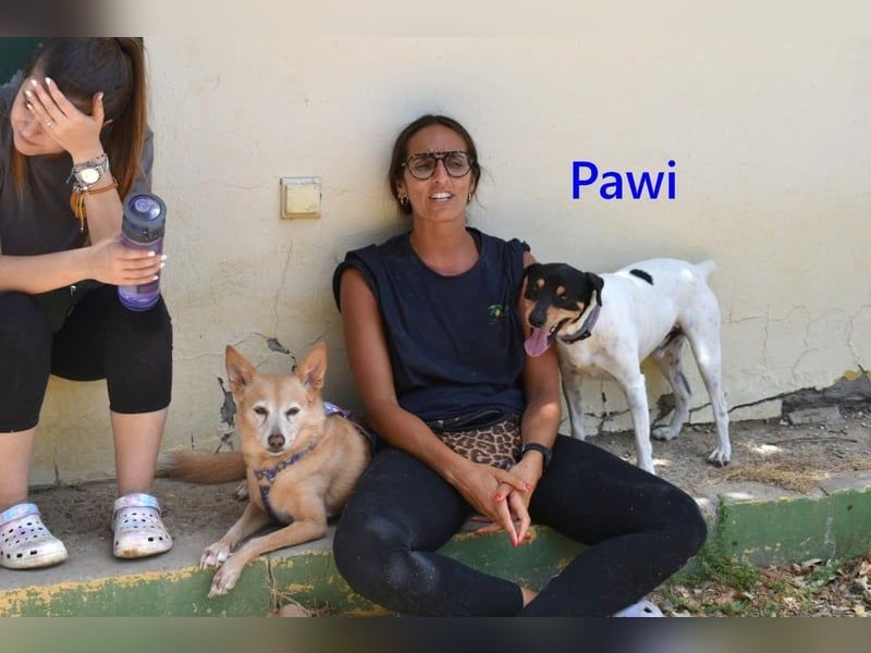 Pawi geb. 01/2022 (ESP) - verschmuster und fröhlicher Hundekumpel!