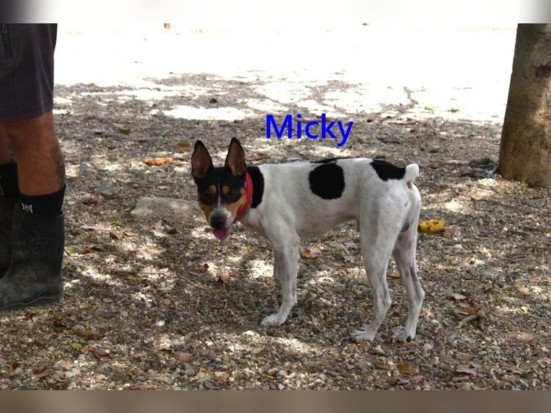 Micky geb. 01/2025 (ESP) - freundlicher, hübscher Hundejunge!