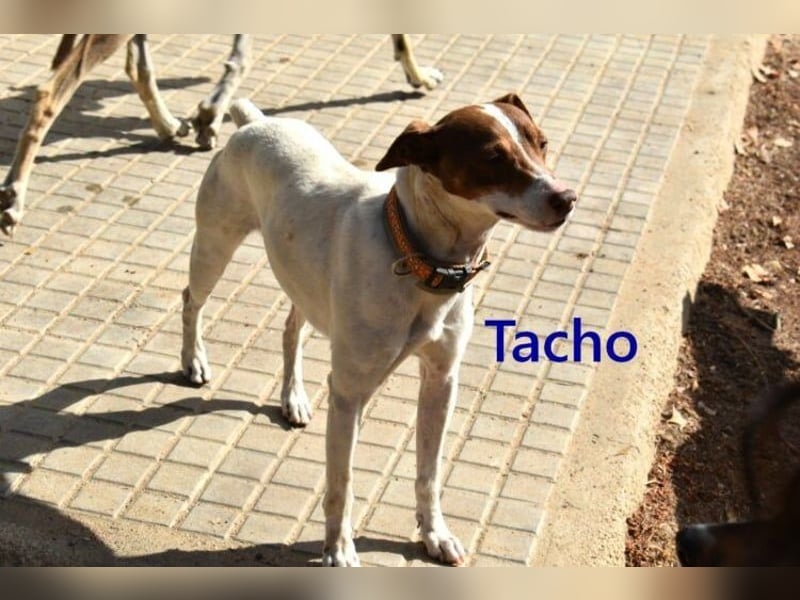 Tacho geb. 06/2024 (ESP) - verträglicher Hundebub sucht seinen Wirkungskreis!