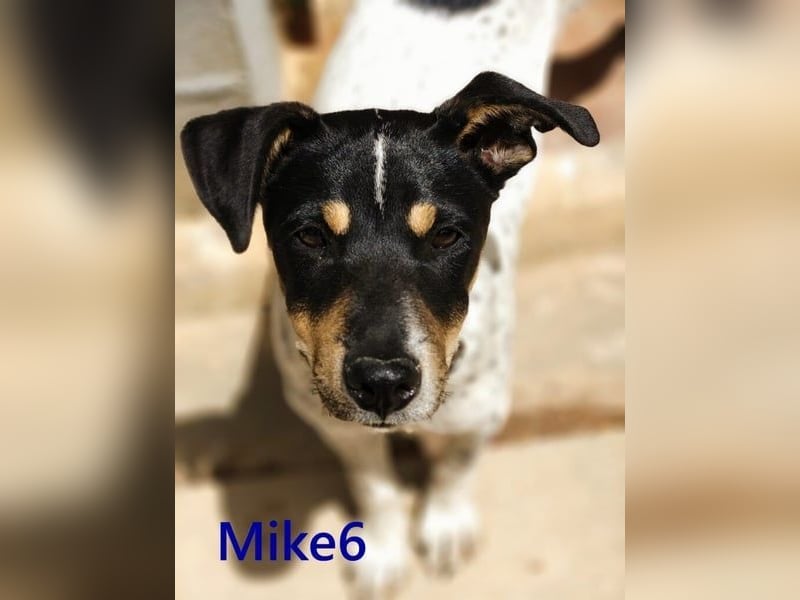 Mike6 geb. 01/2026 (ESP) - offener und sozialer Welpe sucht seine Familie!