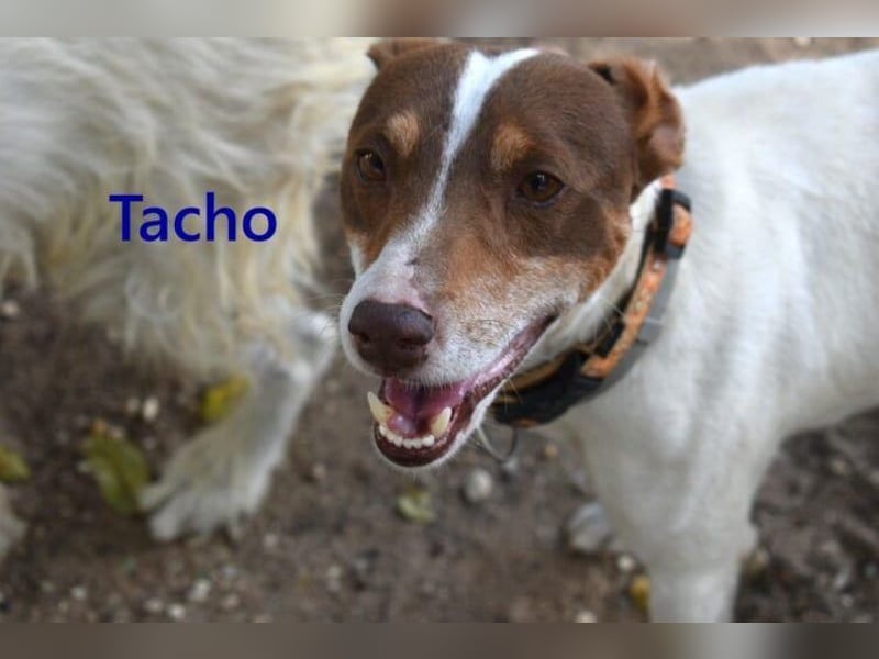 Tacho geb. 06/2024 (ESP) - verträglicher Hundebub sucht seinen Wirkungskreis!
