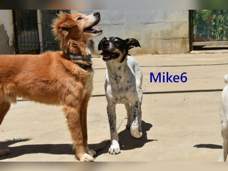 Mike6 geb. 01/2026 (ESP) - offener und sozialer Welpe sucht seine Familie!