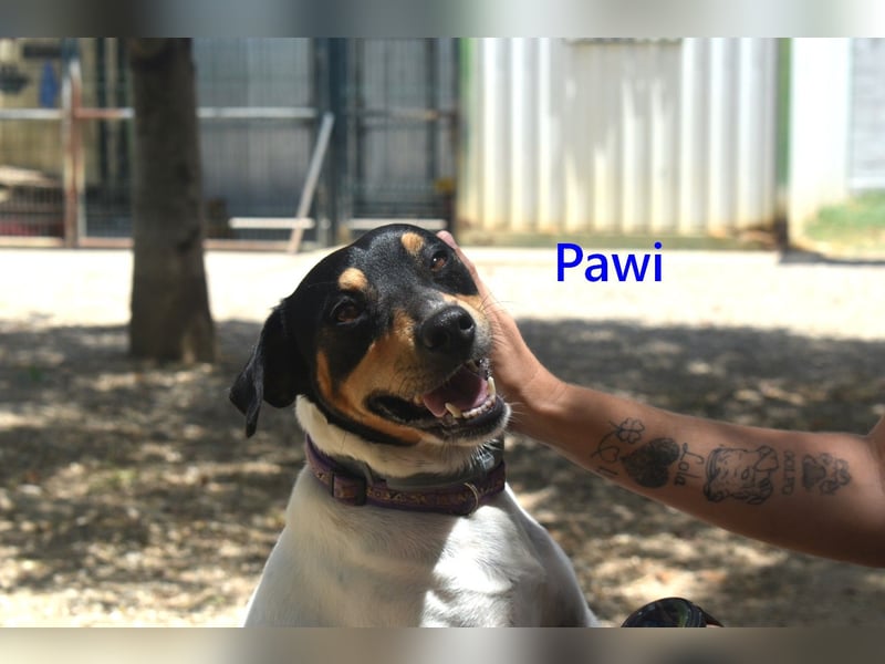Pawi geb. 01/2022 (ESP) - verschmuster und fröhlicher Hundekumpel!